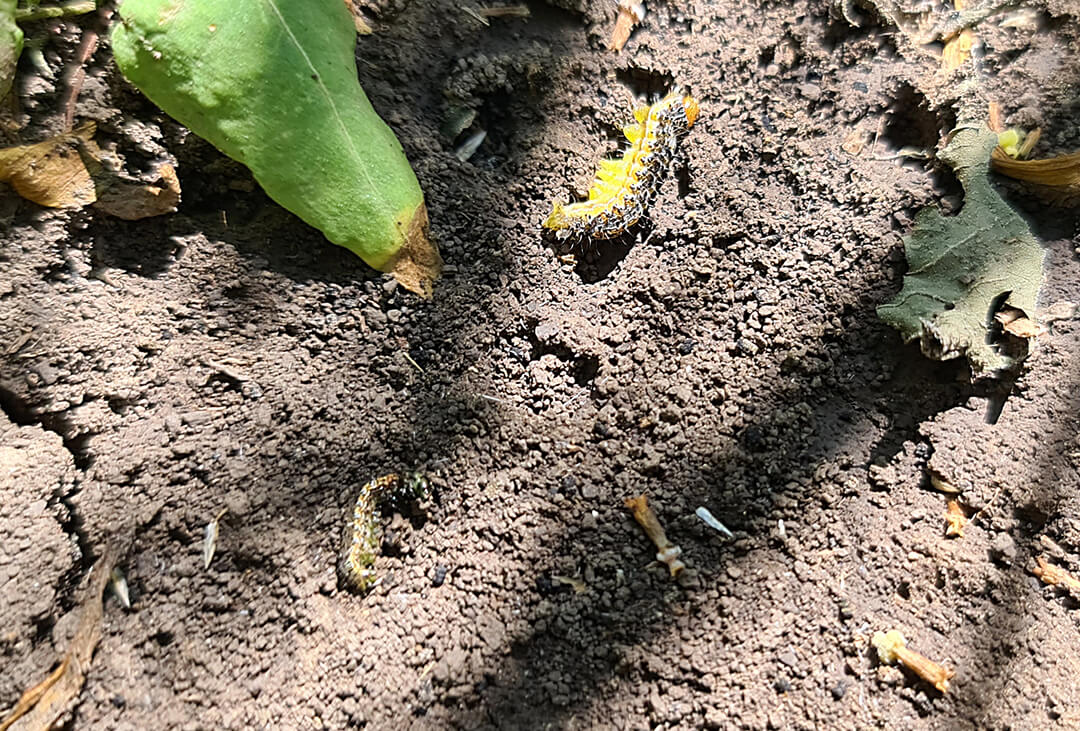 Новые инсектициды «Августа» 