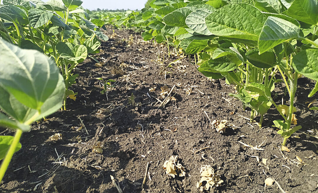 Защищаем сою 