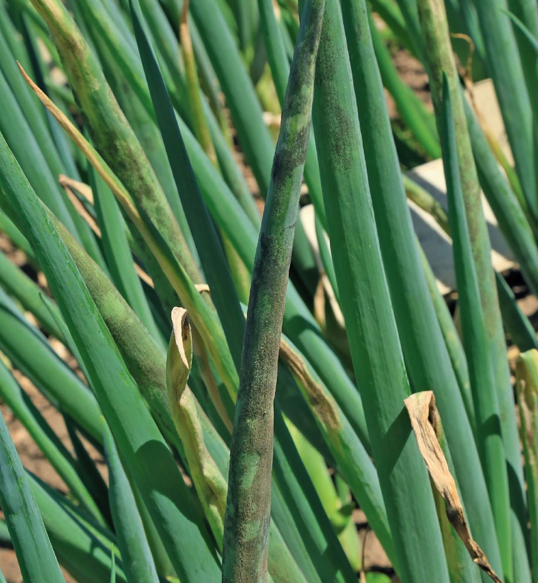 Лук, пораженный пероноспорозом