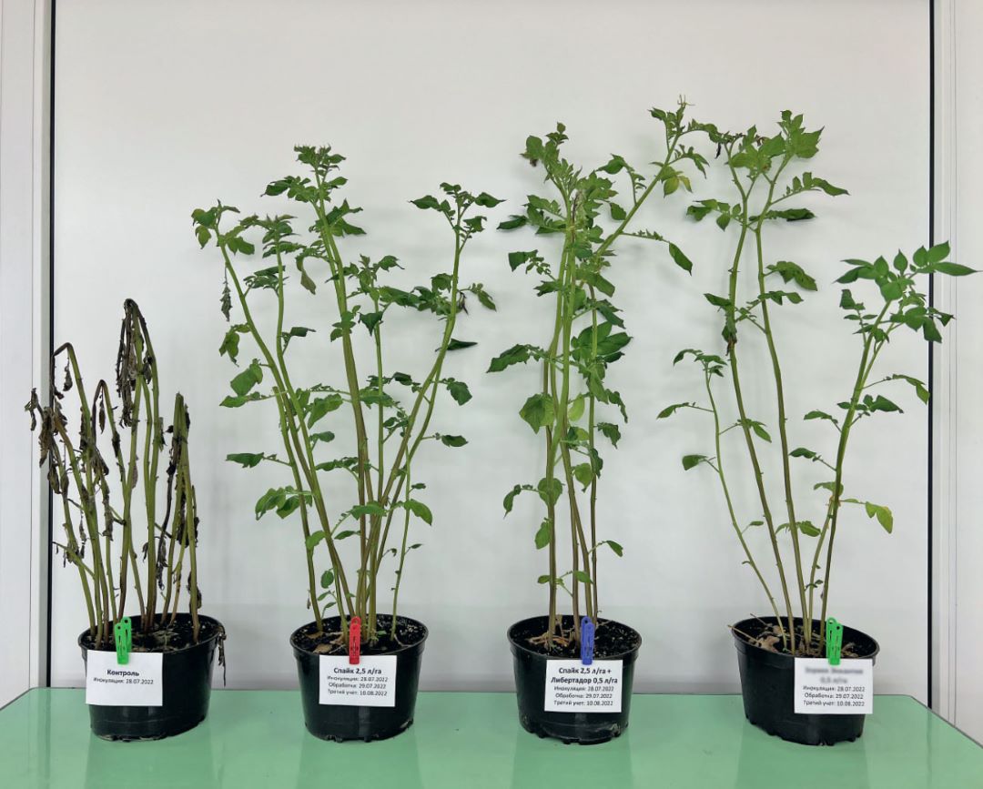 ВИЗР. Варианты через 7 суток после обработки, слева направо: 4, 1, 2, 3