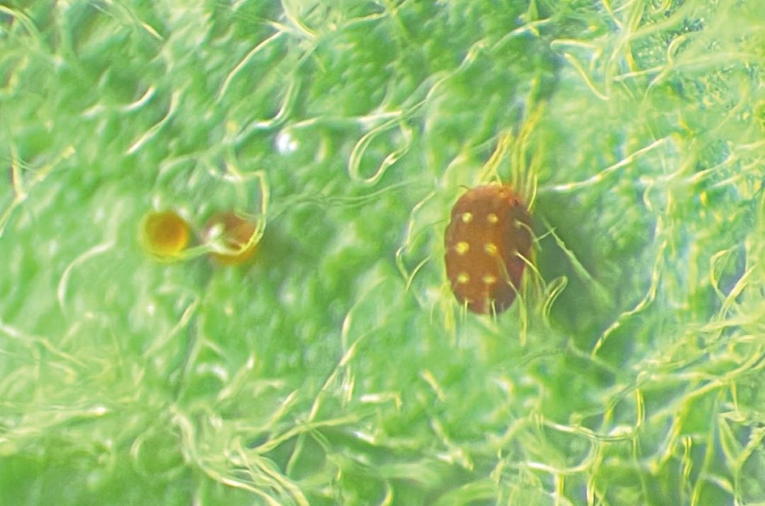 Живые яйцекладка и имаго клеща на листе сои в контроле. Ставропольский край