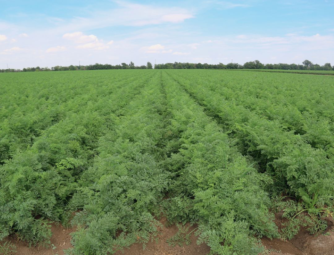 Морковь хорошо чувствует себя на волгоградской почве