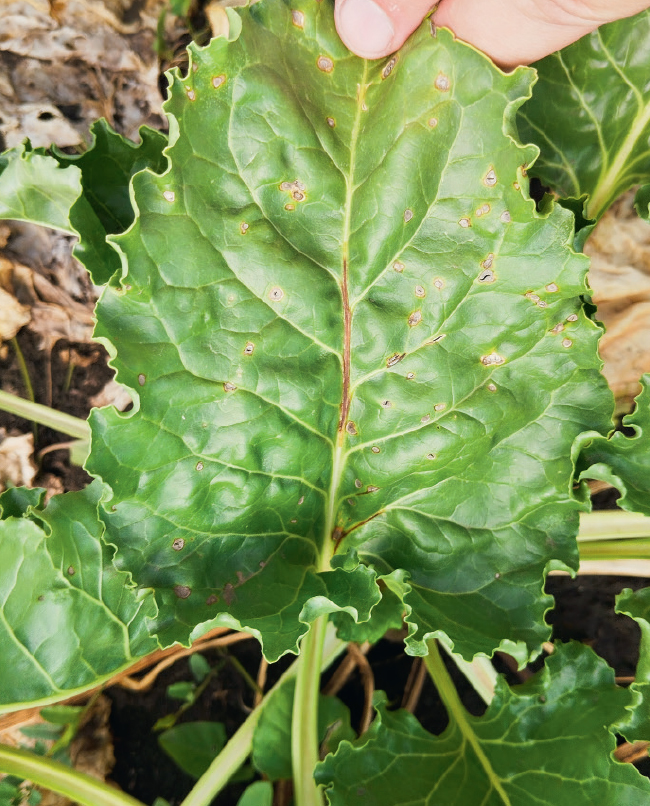 Лист с признаками церкоспороза. Краснодарский край