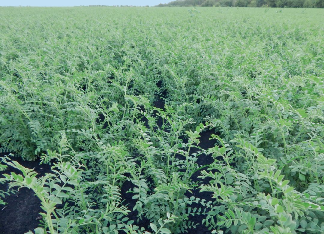 Воронежская область, ЗАО «Агрофирма Павловская Нива». Посевы нута, защищенные от сорняков