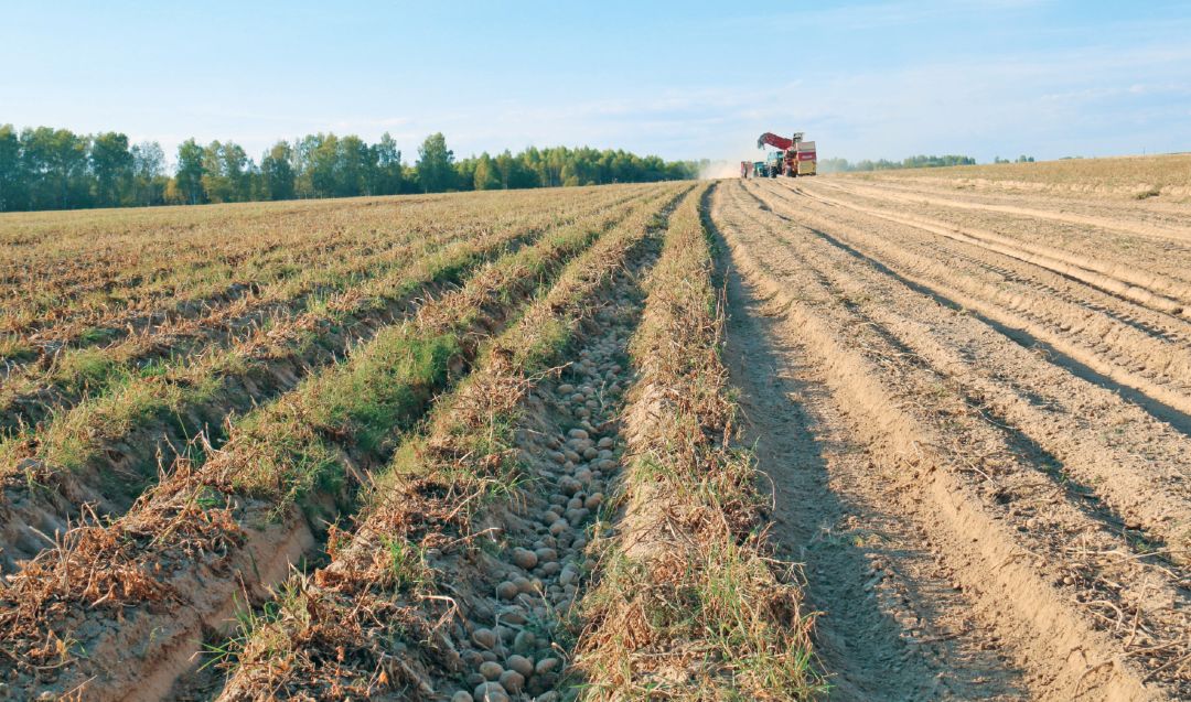 Уборка картофеля