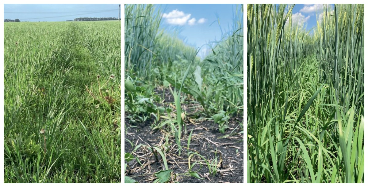 Слева направо: исходная засоренность, вариант и другой граминицид через 15 дней после обработки