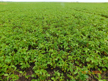 Участок поля без гербицидной обработки в Тамбовском районе