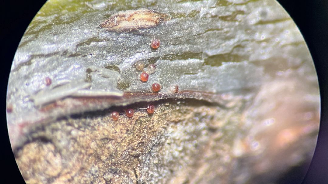 Учет зимующего запаса яиц красного плодового клеща