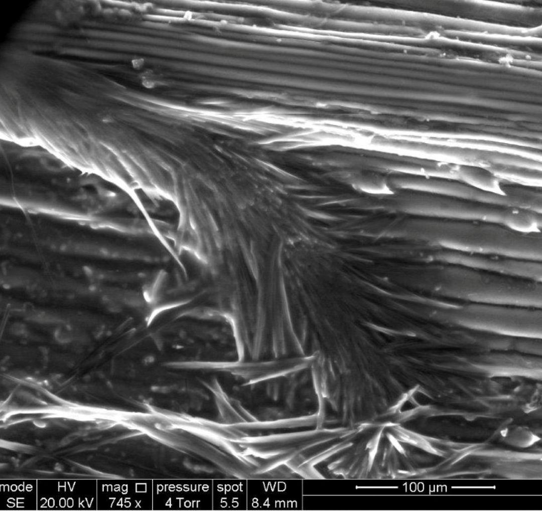 Закристаллизовавшиеся капли рабочего раствора на поверхности щетинника (под электронным микроскопом)