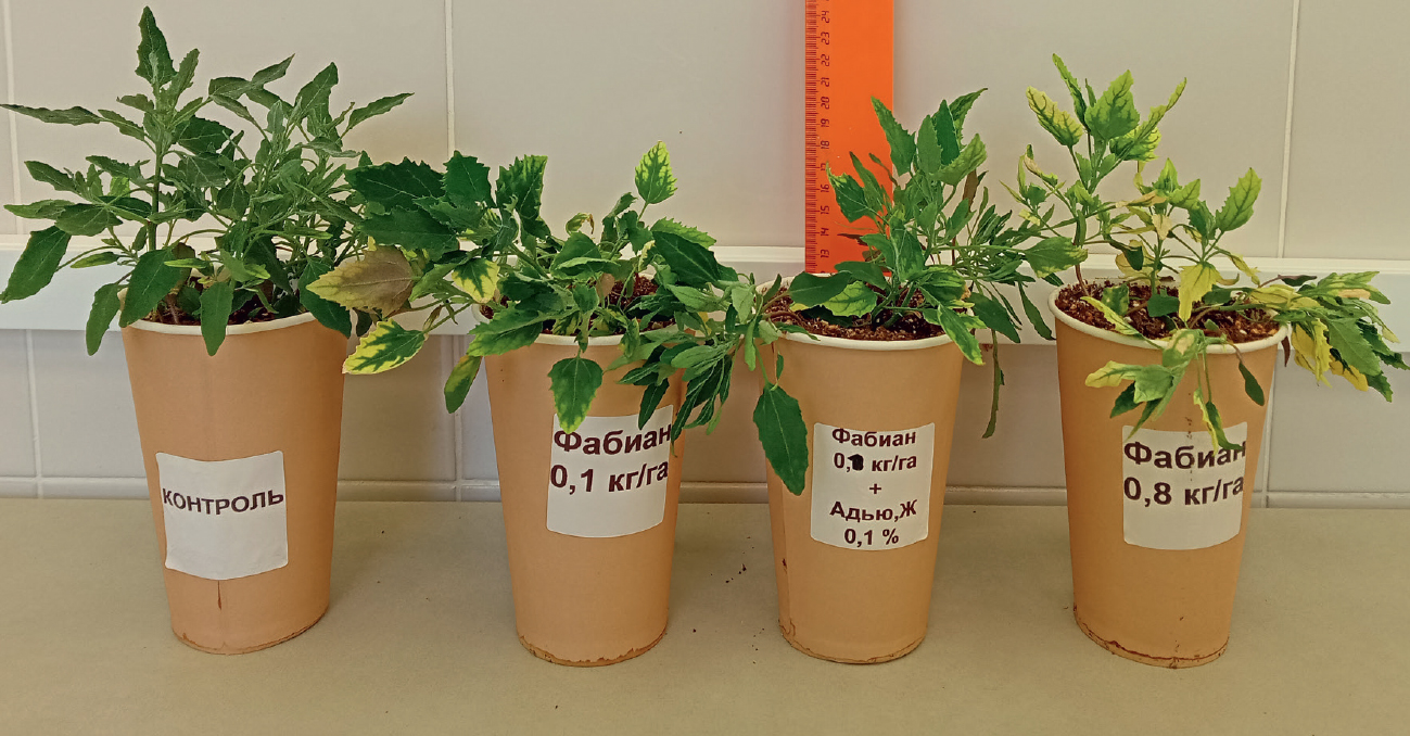 Биологическая эффективность против устойчивой мари белой из Амурской области. ЛИК компании «Август»