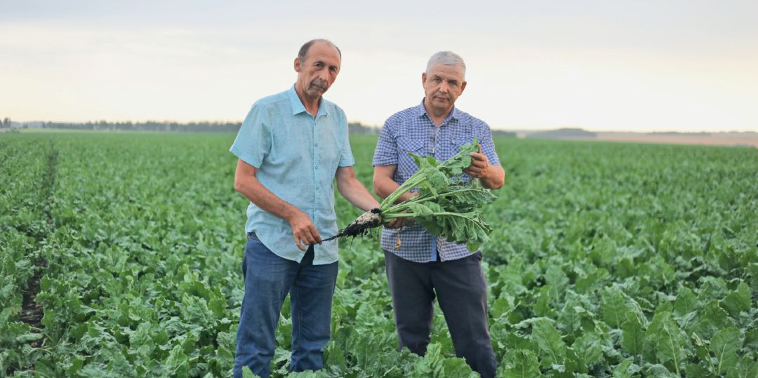 Рафаиль Бареев (справа) и Саид Хасянов на поле сахарной свеклы