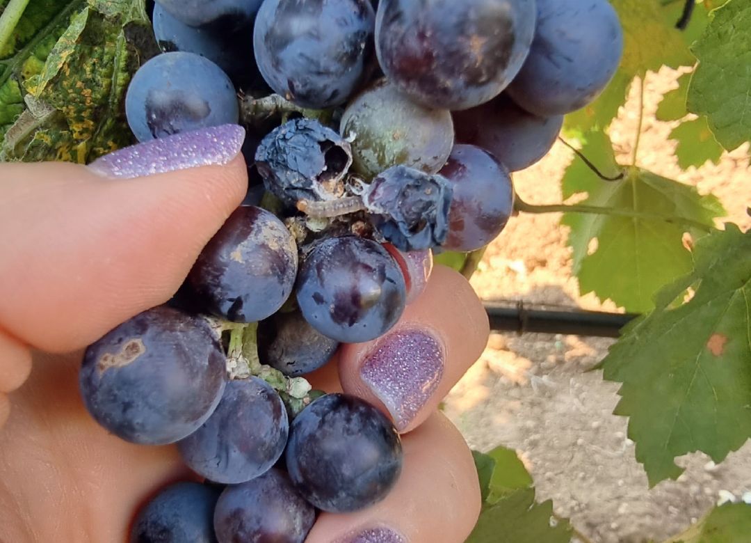 Крым, 2023 год. Повреждения гроздевой листоверткой в контроле без инсектицидов