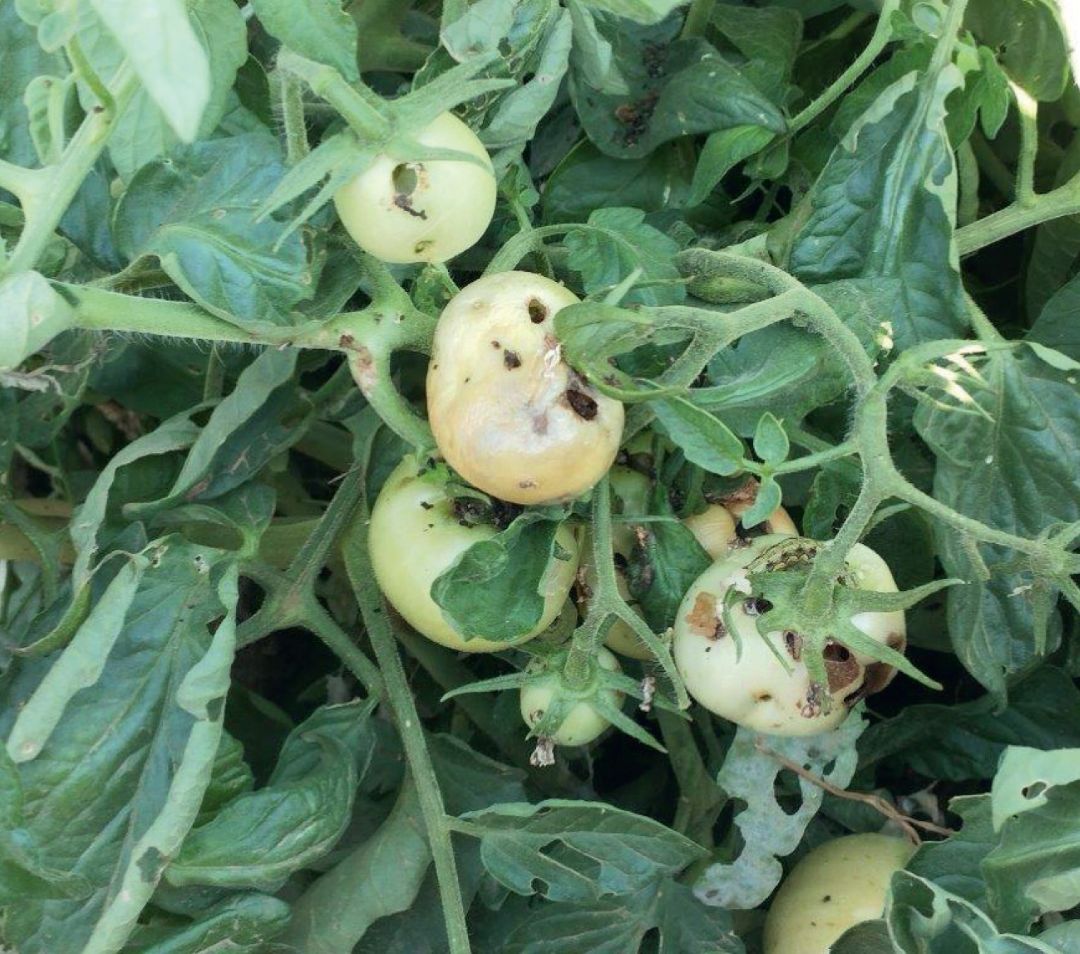 Повреждения хлопковой совкой в контрольном варианте