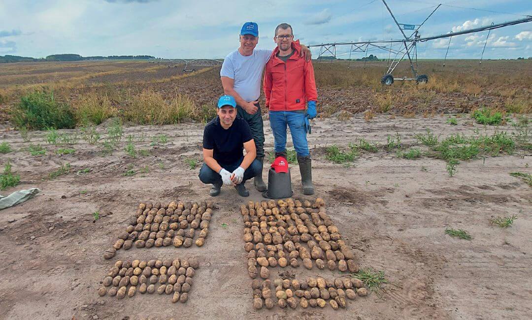Брянская область. Справа – урожай с 15 кустов в варианте «Августа», слева – в хозварианте