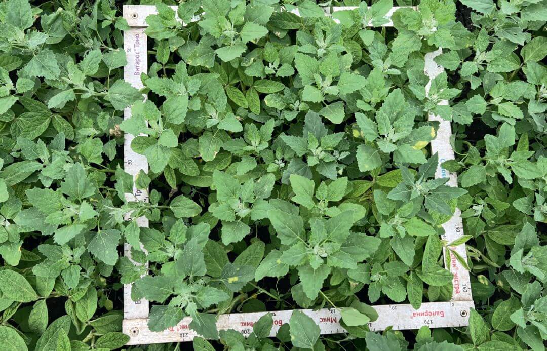 Мордовия. Контроль без обработки через 15 суток