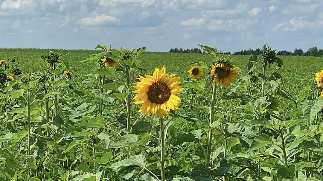 Воронежская область. Контроль без обработки через 45 суток