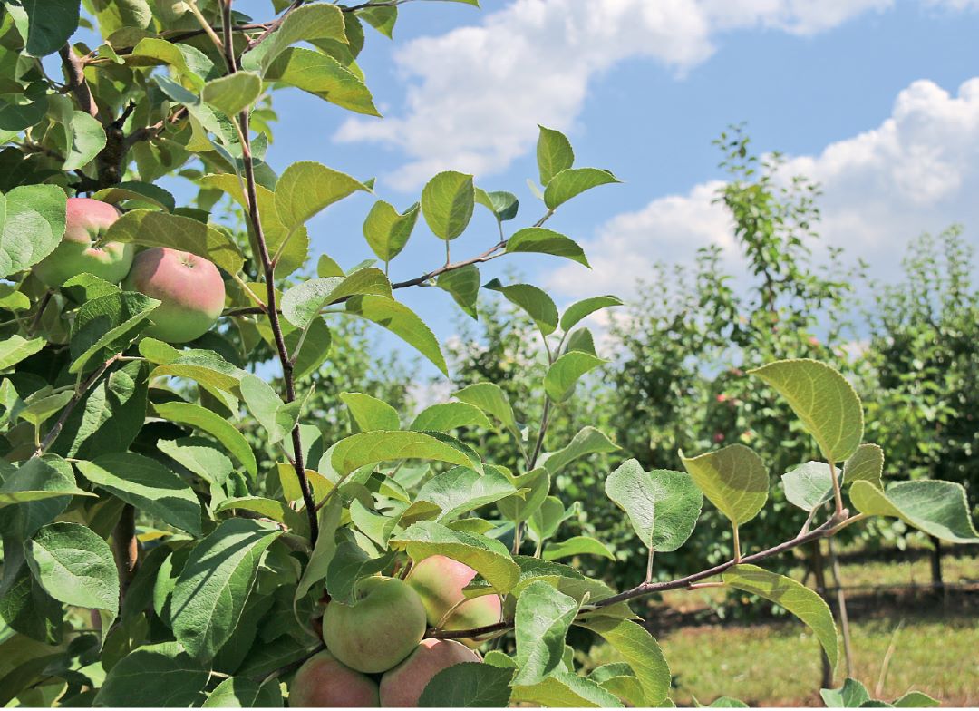 Сады под надежной защитой