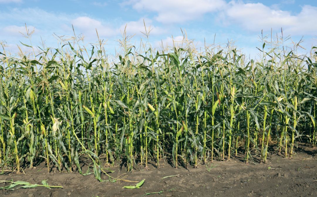 Результаты применения препаратов «Августа» на кукурузе