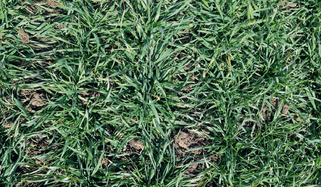 СХП «Плодородие», полевой учет 29 февраля 2024 года. 