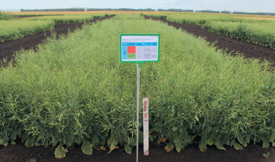 Рапс под «августовской» защитой в 2024 году