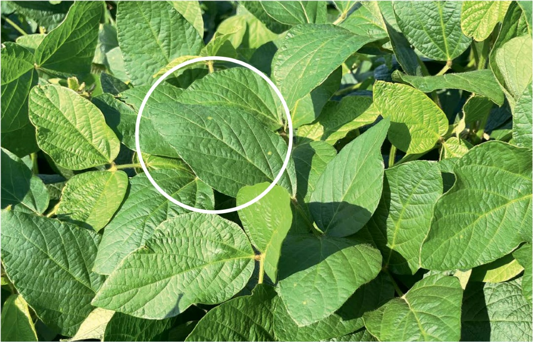 Соя., 1,2 л/га через 14 дней после обработки