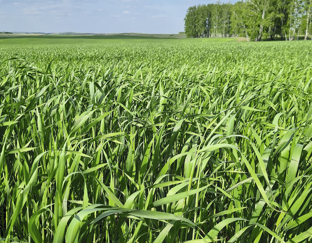 «Хлебинка» развивает No-till на Урале 