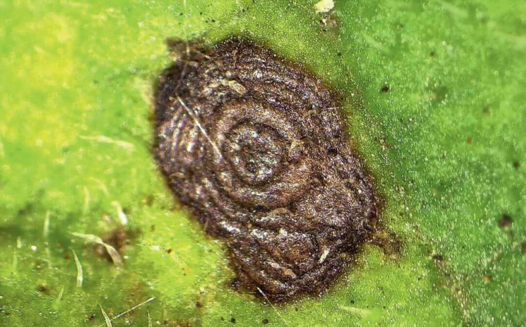 Симптомы альтернариоза на листе картофеля
