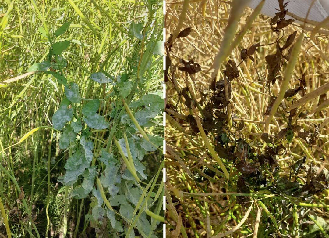 Мордовия. Вьюнок в контроле (слева) и через три дня после обработки