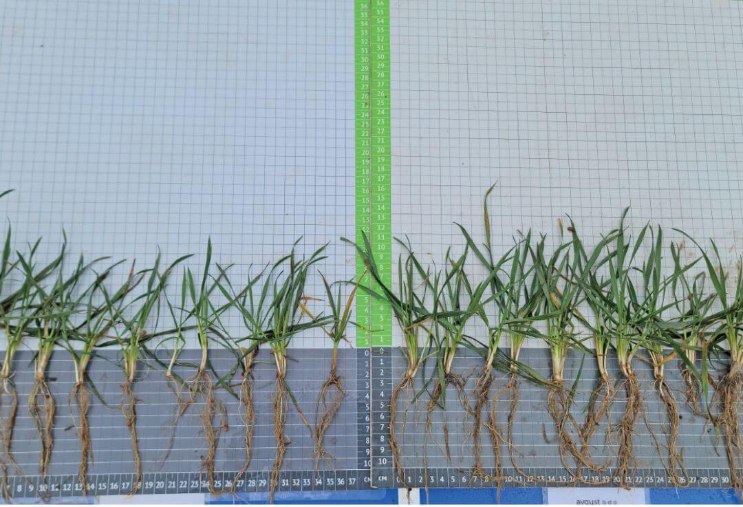 Ставропольский край. слева – вариант хозяйства
