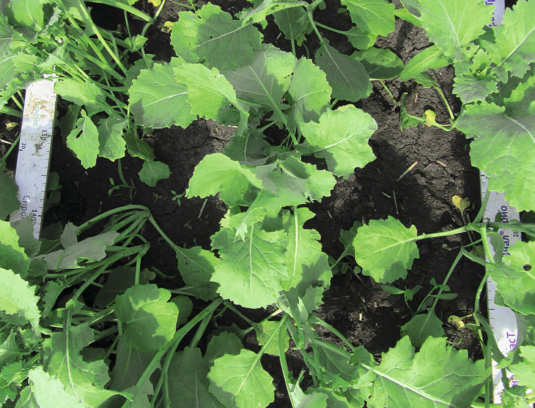 Как защитить озимый рапс 