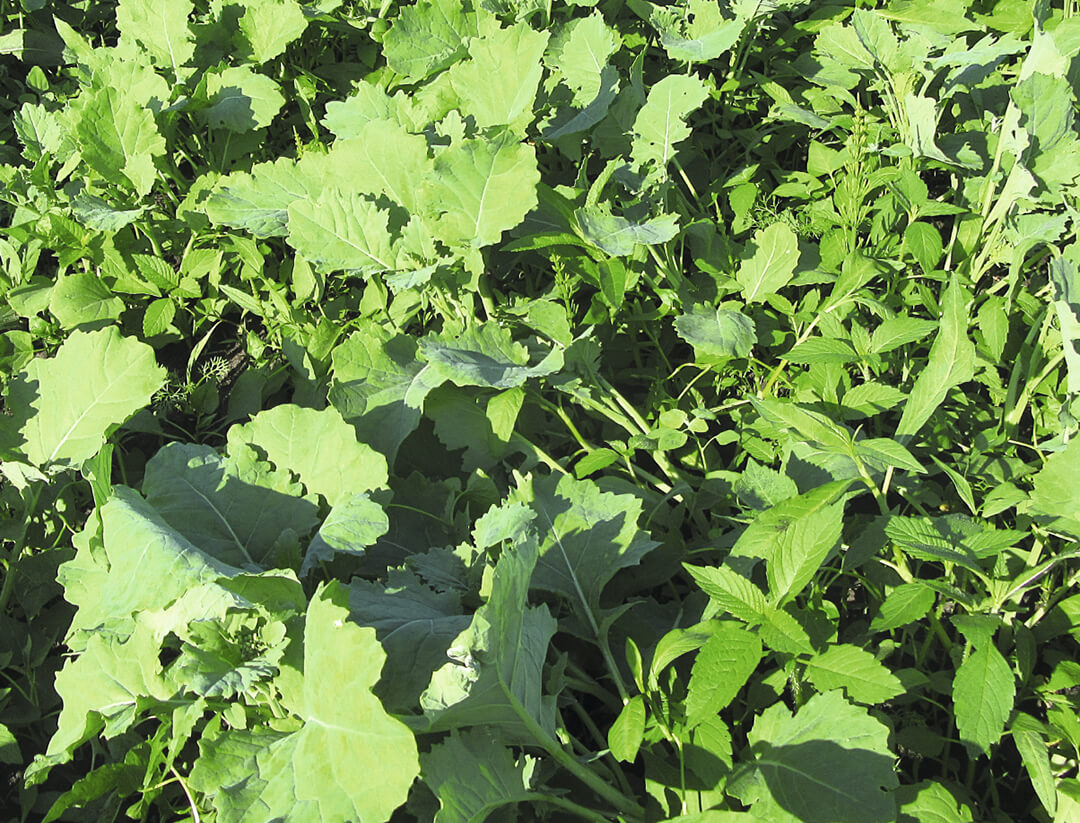 Как защитить озимый рапс 