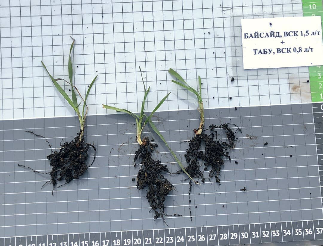 Татарстан. Учет в фазе полных всходов, вариант Байсайд