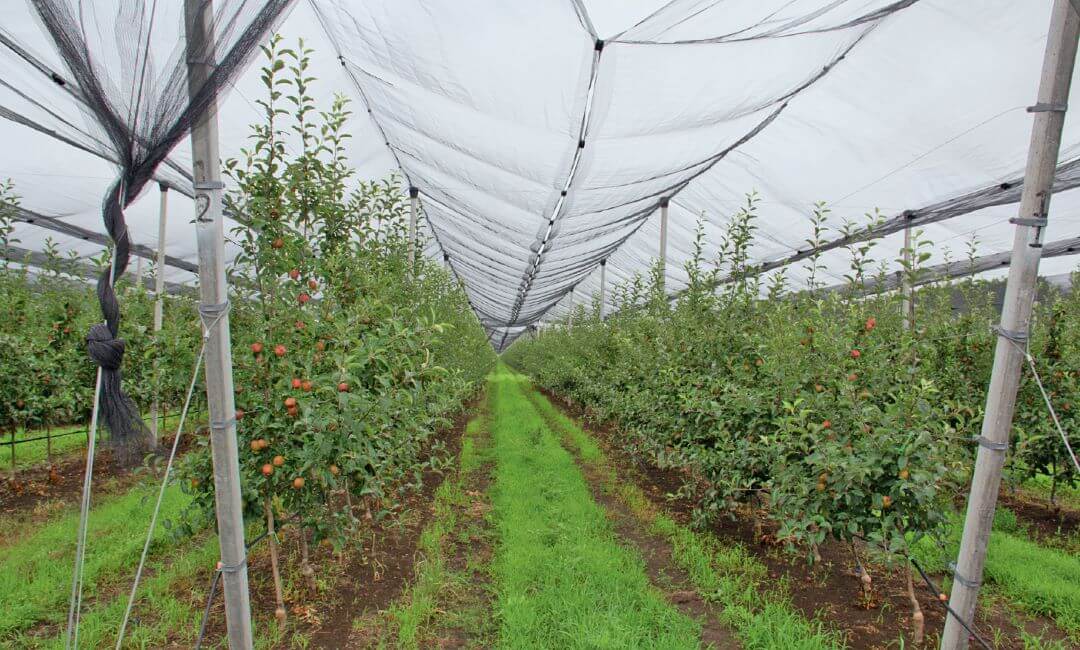 Суперинтенсивные сады «Хаммера»