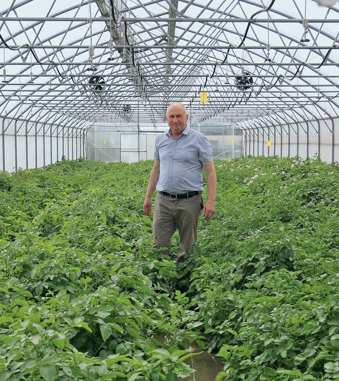 В. И. Стебаков в теплице для выращивания мини-клубней