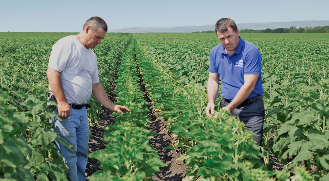 Агроном хозяйства Роман Кишаев (слева) и Мухтар Мхце на семенных посевах подсолнечника 