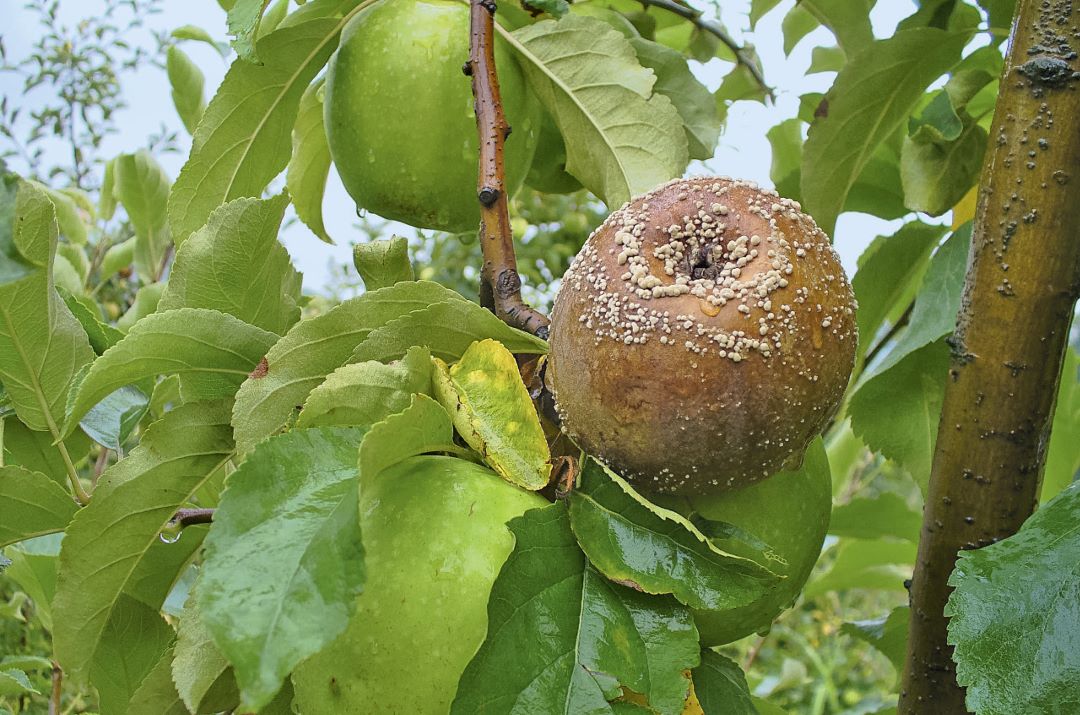 Монилиоз яблони