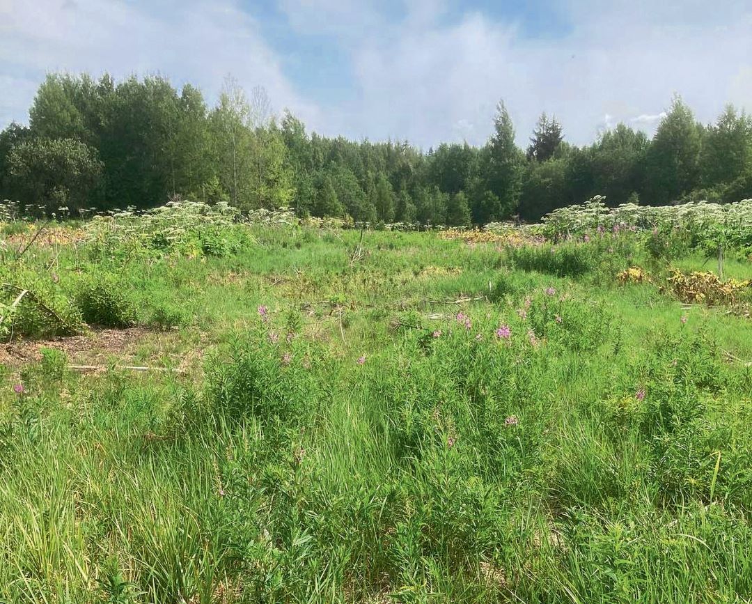 Залужение участка после гибели борщевика от гербицида