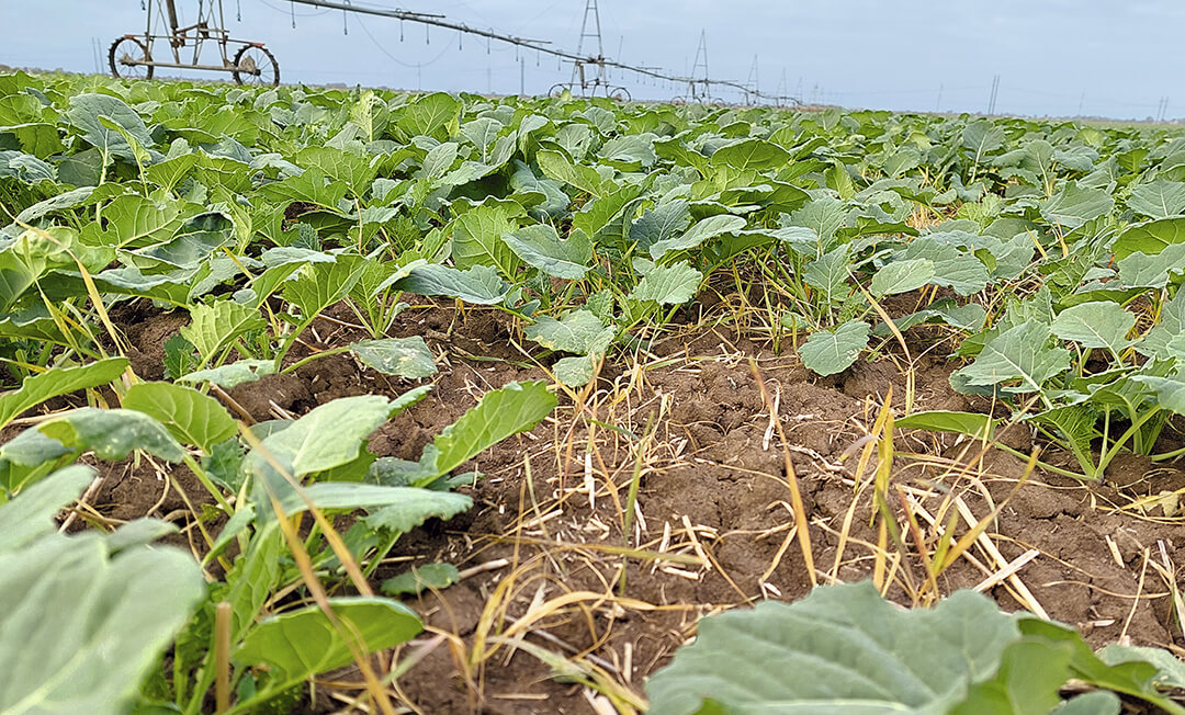 Падалица пшеницы через 22 дня после обработки 