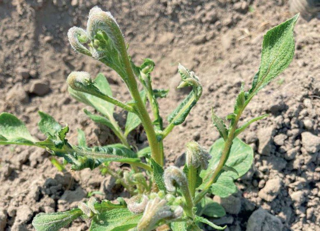 Последействие пиклорама на картофель, Московская область