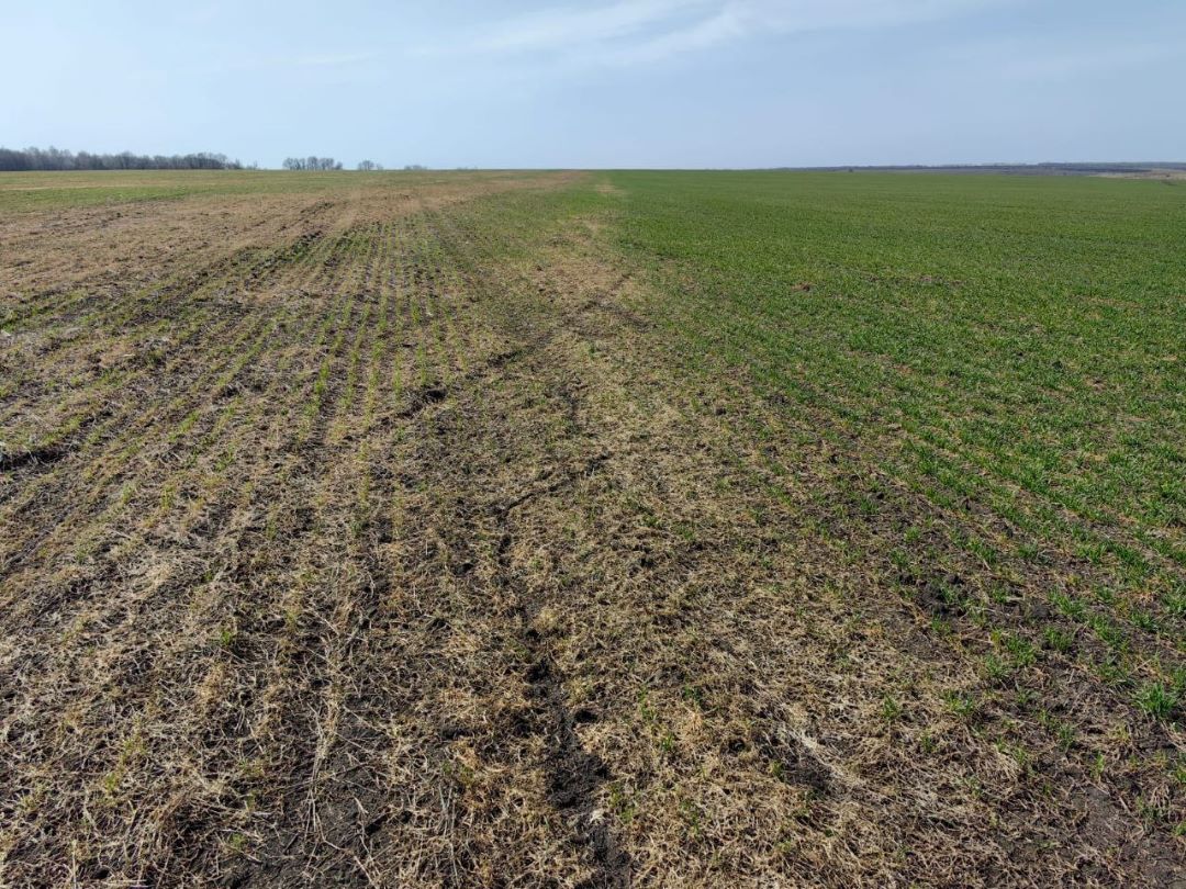 Последействие неизвестного гербицида на озимые, посеянные на свежеприобретенном поле. Липецкая область