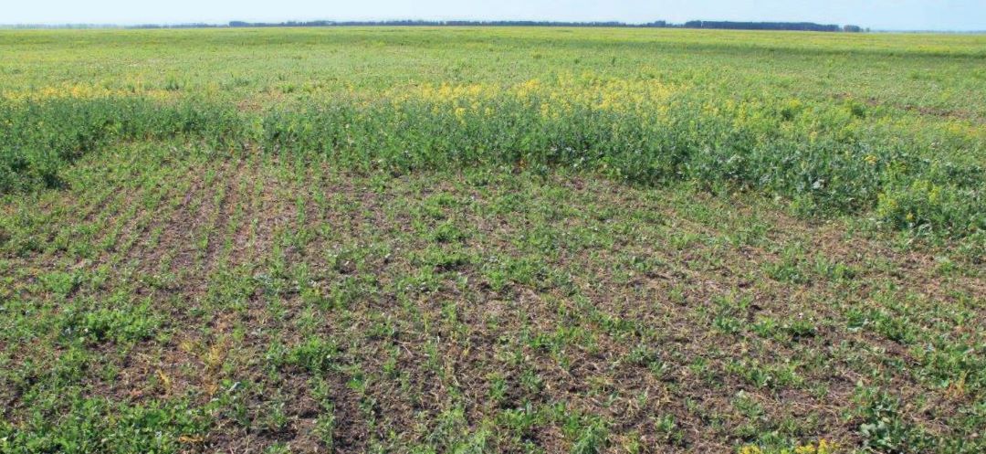 Последействие метсульфурон-метила на рапс. Омская область