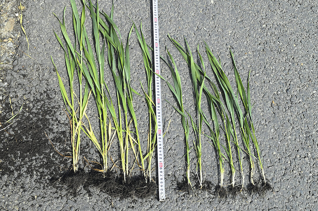 Слева пшеница на фоне предпосевного внесения ЖКУ, справа на поле с двумя весенними подкормками аммиачной селитрой 