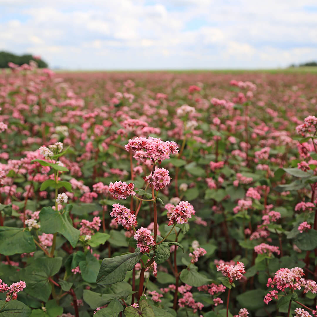Квикстепти каттоо кеңейтилди!