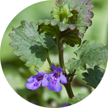 Чырмоок будрасы