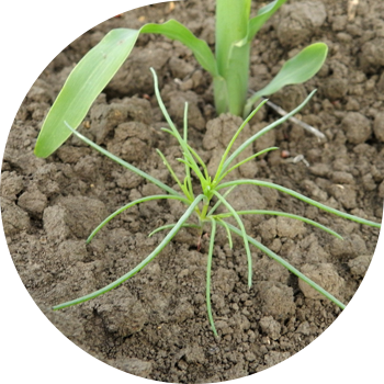 Кадимки Солянка, курай