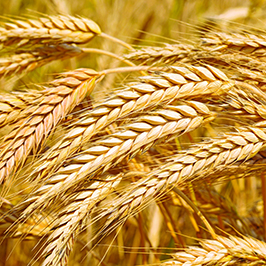 Дан эгиндери