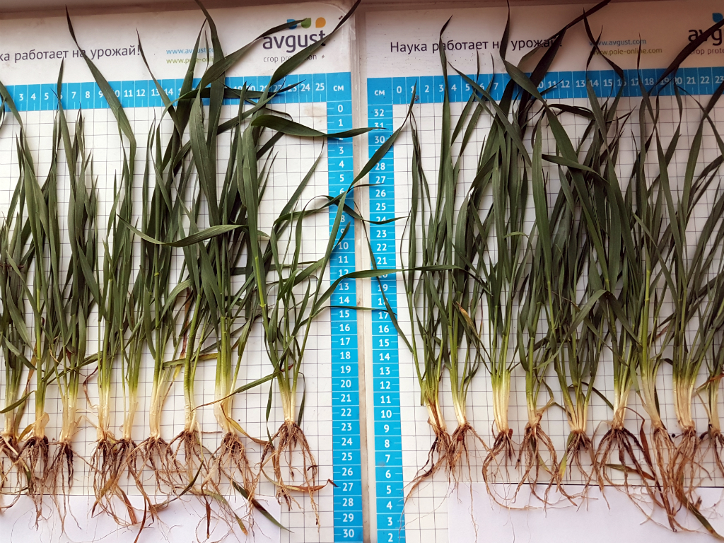 Когда пшеница взошла