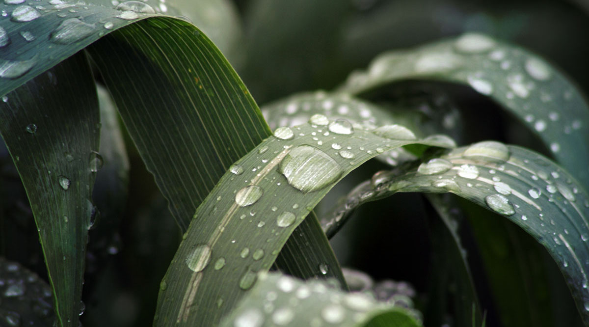 Биопестициды: мифы и реальность