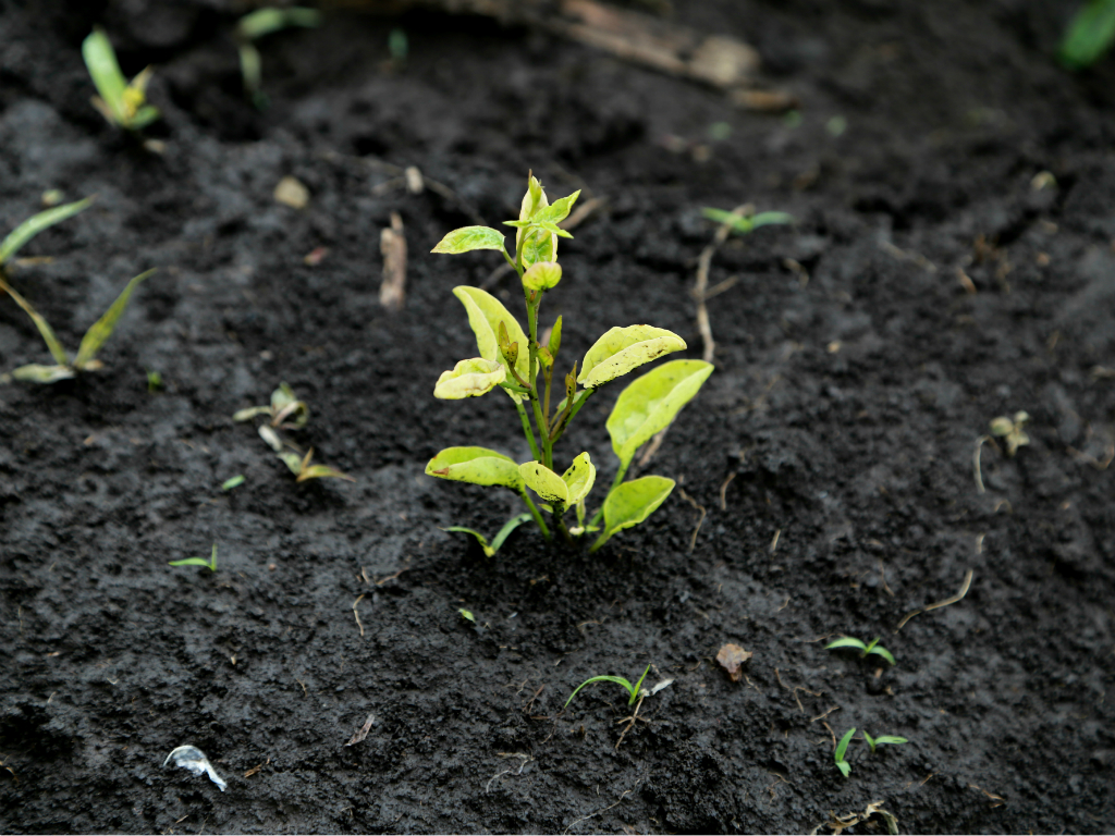 Баковые смеси на основе Эгиды