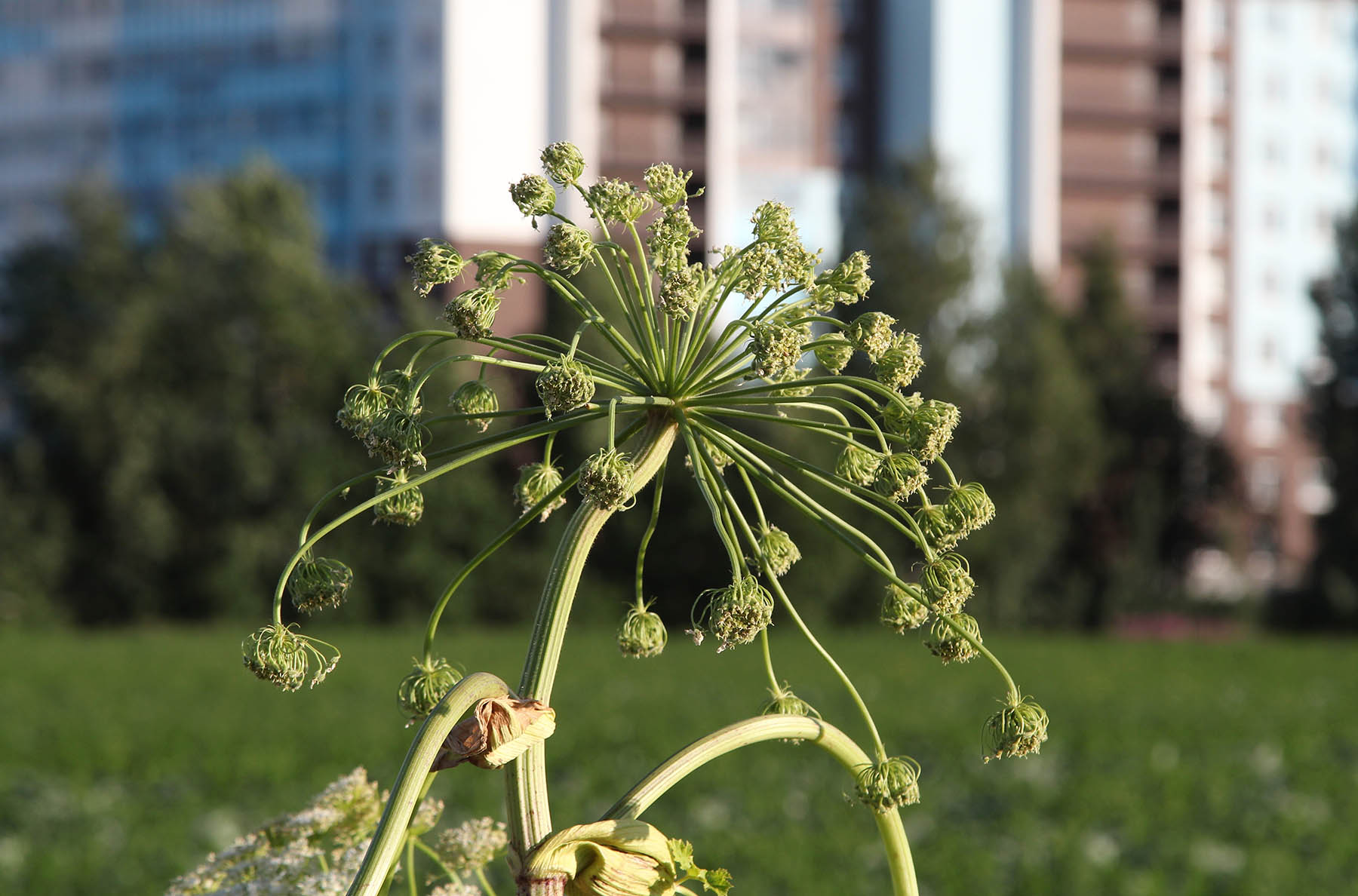 Двухэтапная обработка гербицидами «Августа» ускорит ликвидацию борщевика в населенных пунктах